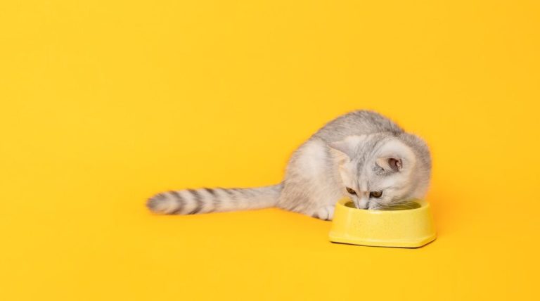 Comment nourrir un chaton avec le bon régime alimentaire
